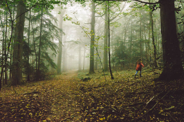 Luce running in misty woods