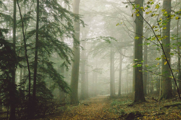 Path in misty woods