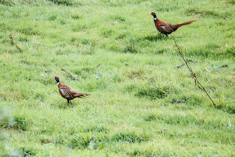 Pheasants in field