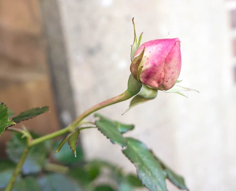 Pink rose bud