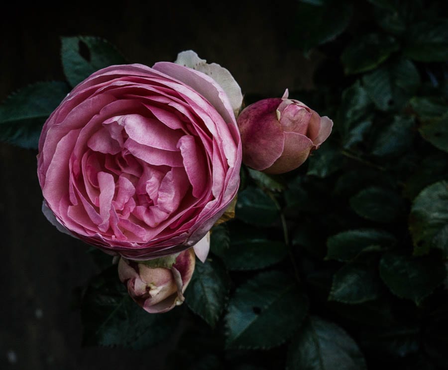 Pink traditional rose and bud