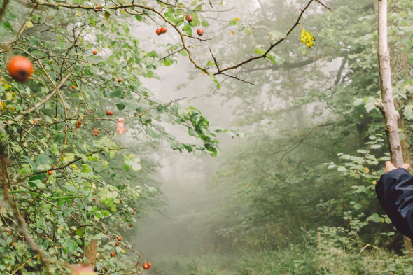 Rosehips and misty path