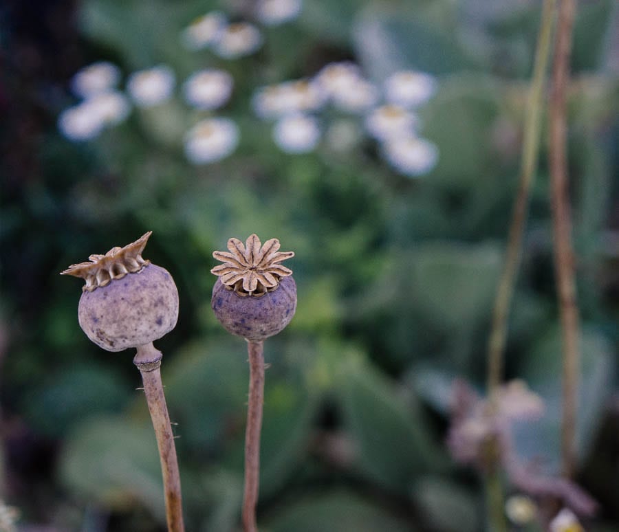 Seed pods