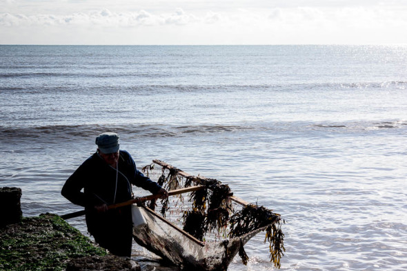 Shrimping at Kingsdown Kent net catch