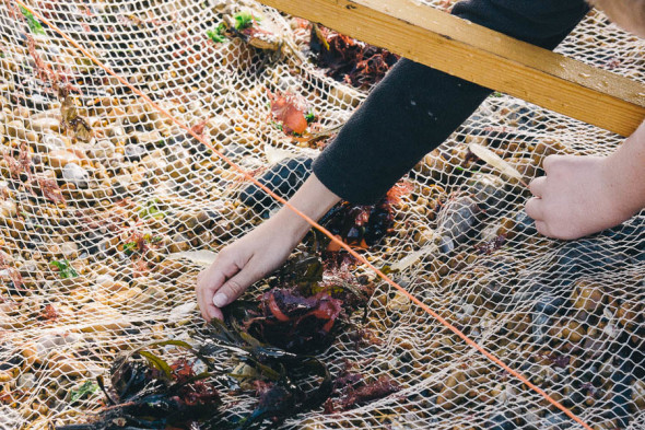 Shrimping in Kent hand in net