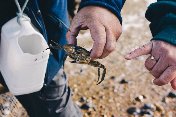 Shrimping in Kent showing crab