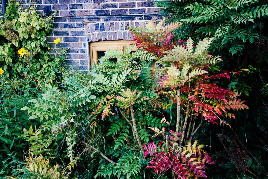 Yellow and red colours in wall shrubs