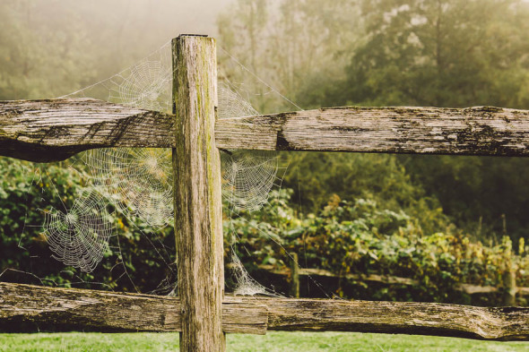 Spider webs on fence