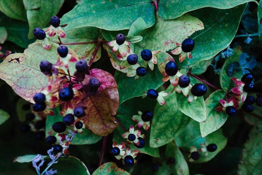 St John's Wort with black berries