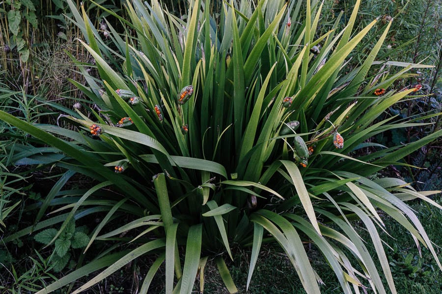 Stinking iris