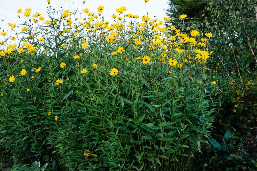 Tall yellow flowers Helianthus