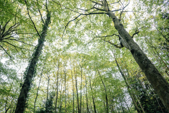 Tree canopy in woods