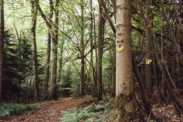 How to make tree faces in the woods