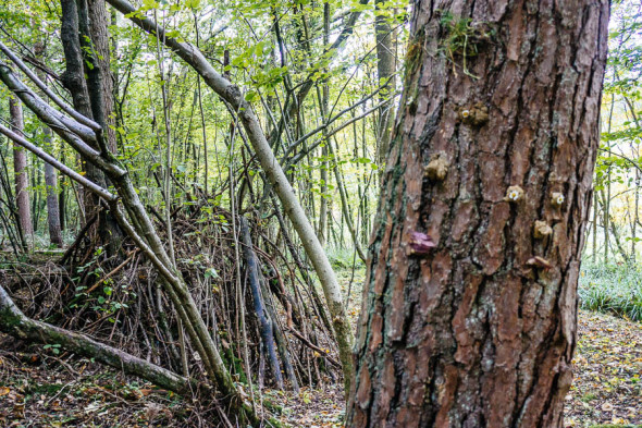 Tree faces and den