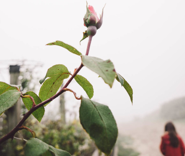 Walk in the mist with rose