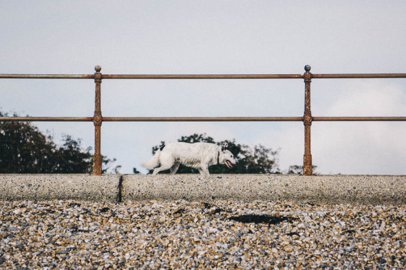 Wet dog by beach