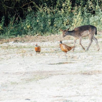 Young deer with two pheasants
