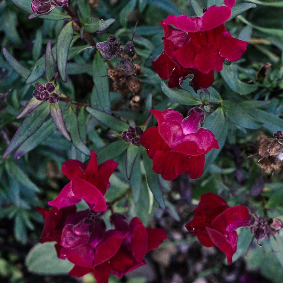 deep red flowers