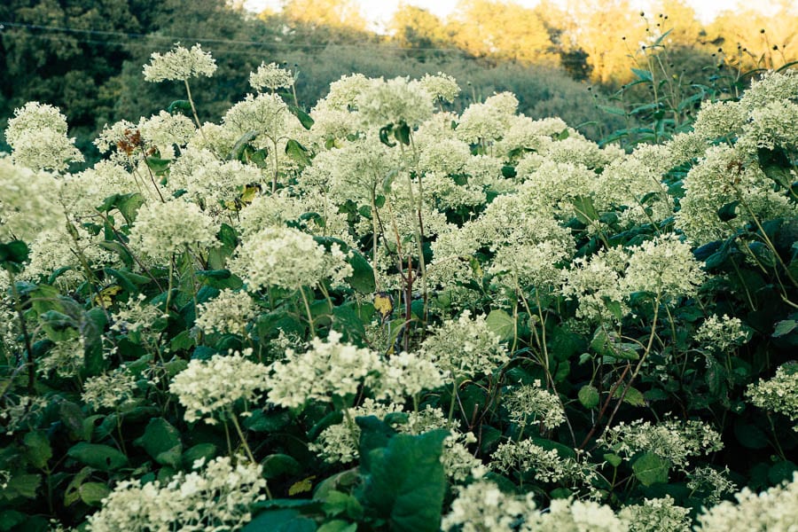 Fading and dying white hydrangeas