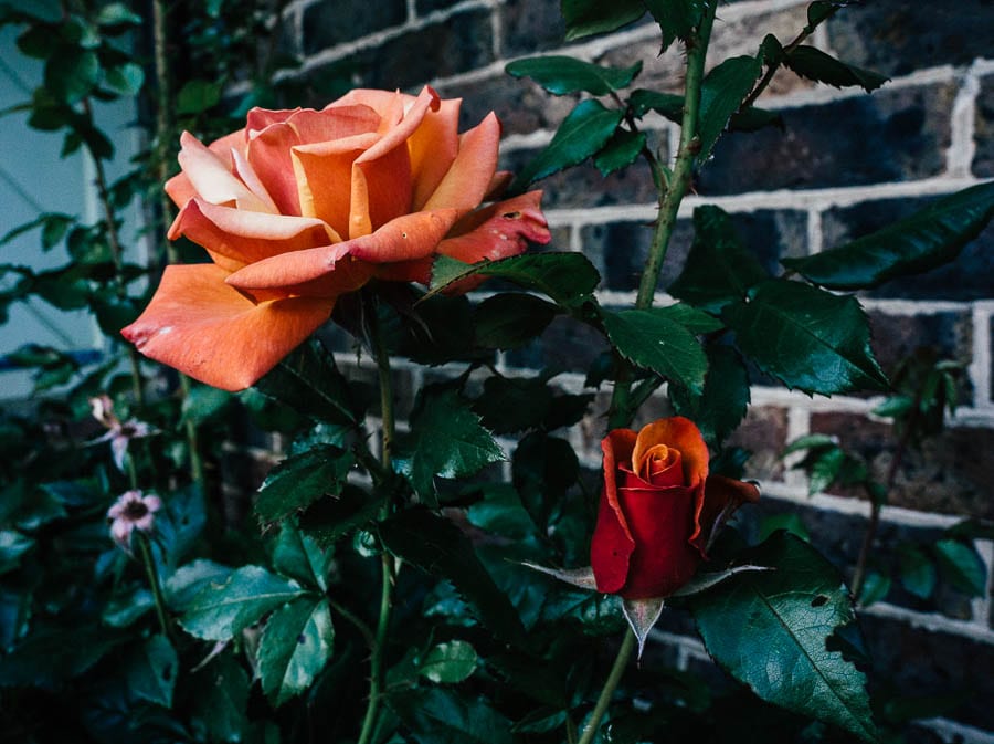 Orange red roses at dusk