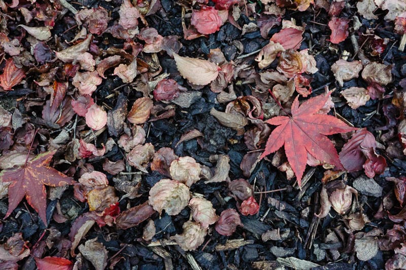 Autumn leaf colours brown red