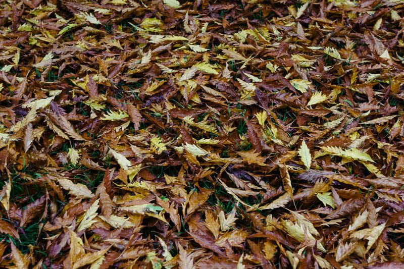 Autumn leaf colours browns yellows