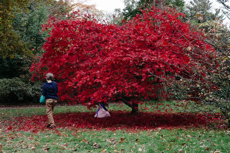 Autumn leaf colours collecting Japanese maple