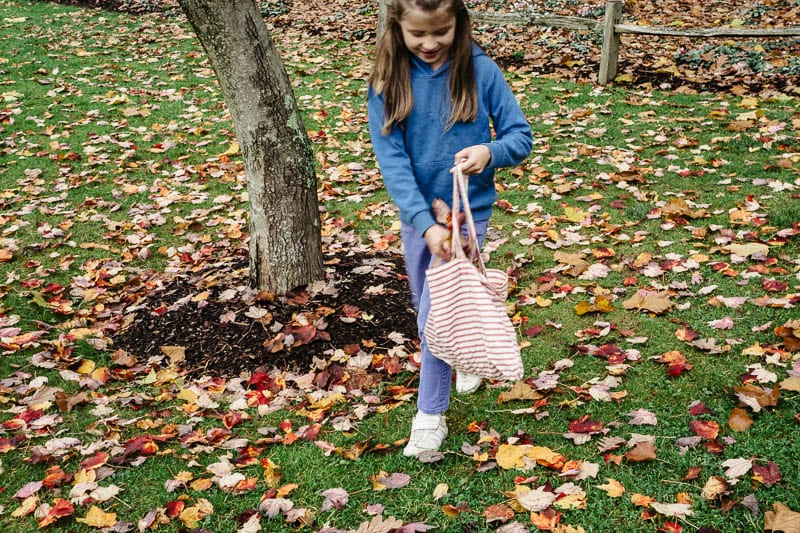 Autumn leaf colours collecting