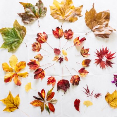 Autumn leaf colours collection collage