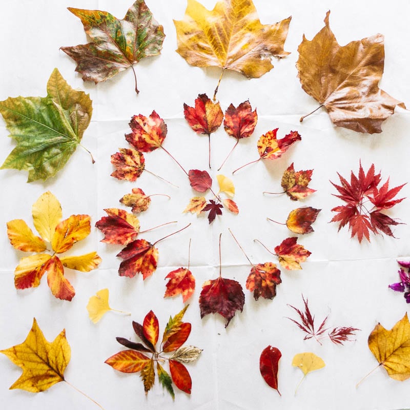 Thanksgiving Leaves, Collections