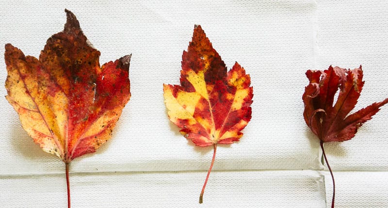 Autumn leaf colours collection orange red leaves