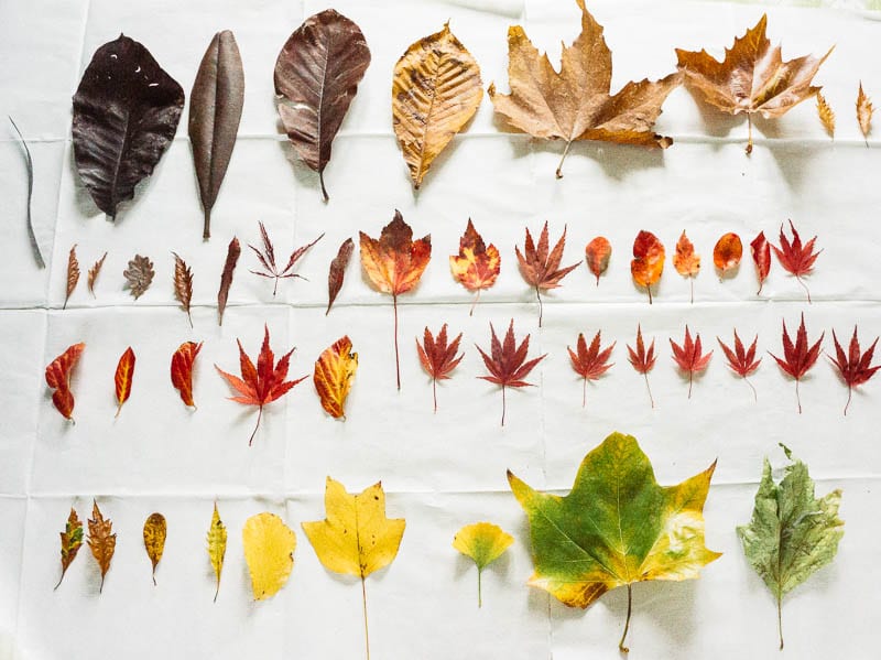 https://wildabouthere.com/wp-content/uploads/2015/11/Autumn-leaf-colours-collection.jpg