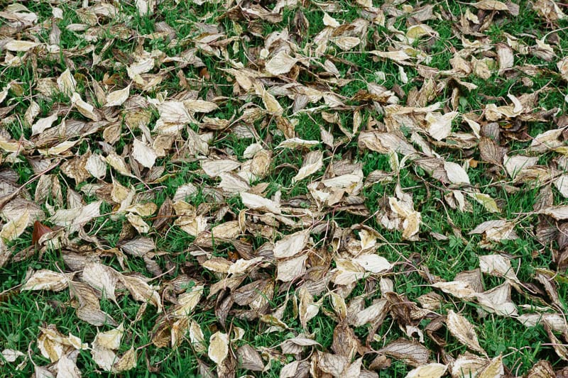 Autumn leaf colours fading browns