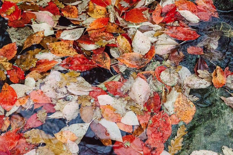 Autumn leaf colours in water