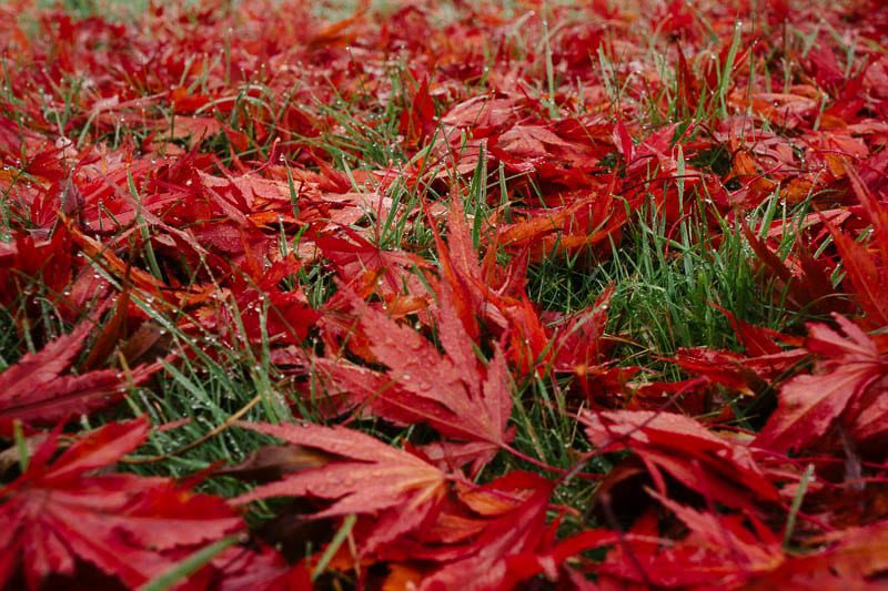 Autumn leaf colours maple in grass