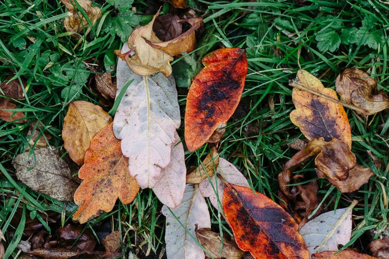Autumn leaf colours mixed