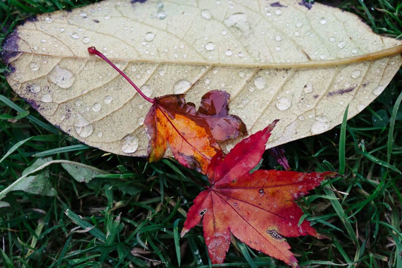 Autumn leaf colours rain drops