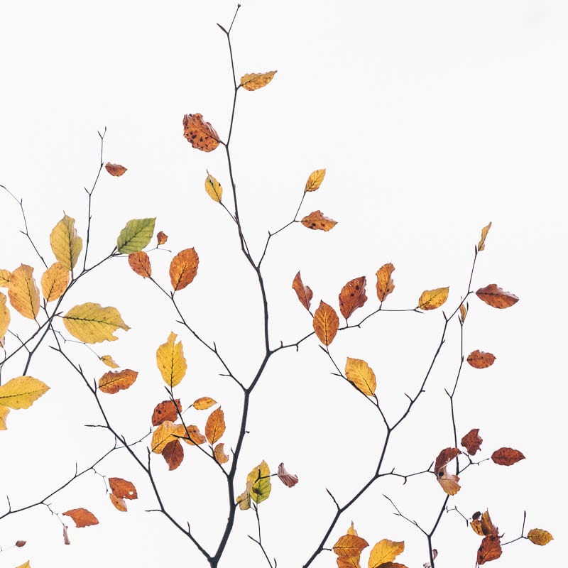 Autumn leaf colours on a tree branch