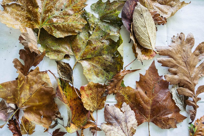 Autumn leaf colours variety