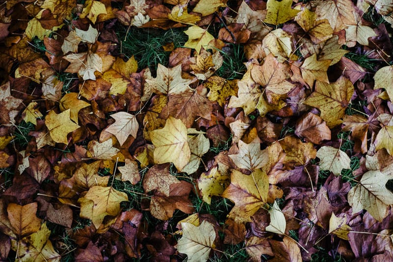 Autumn leaf colours yellow brown purple