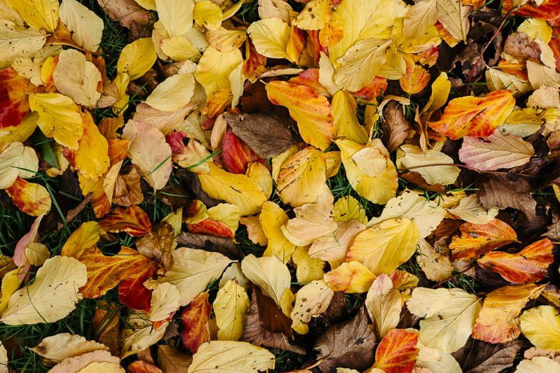 Autumn leaf colours yellows and orange