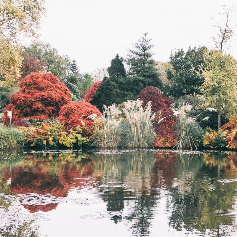 Autumn reflections Wakehurst pond