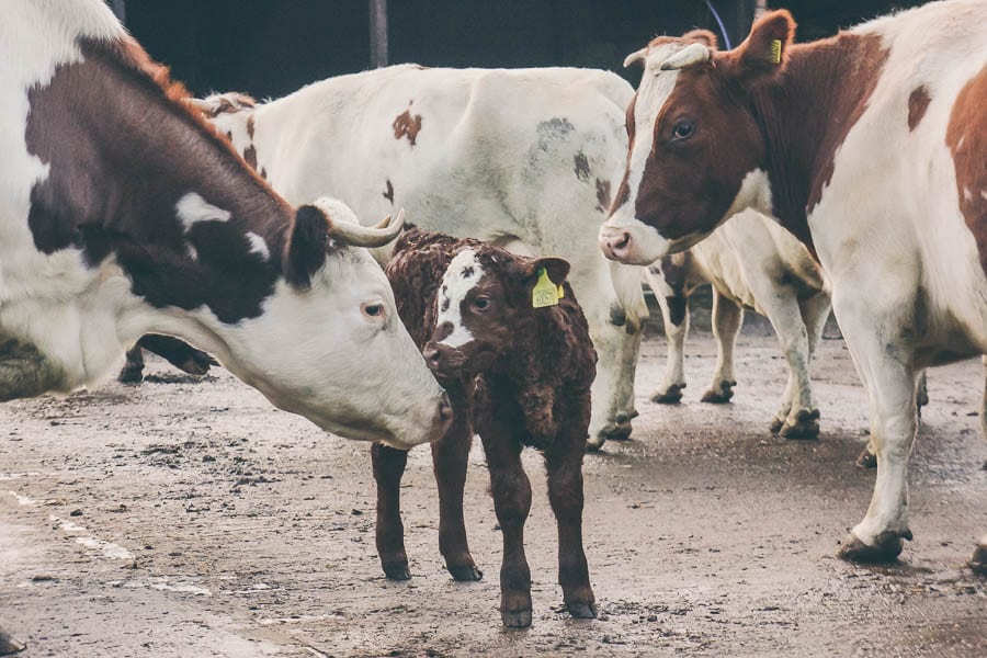 Calf and Dairy Cows