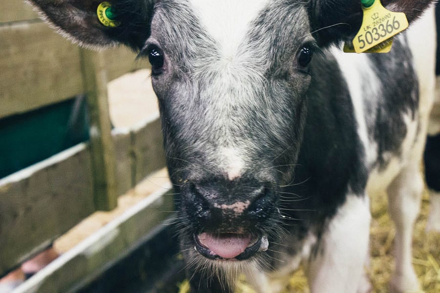 Calf in pen