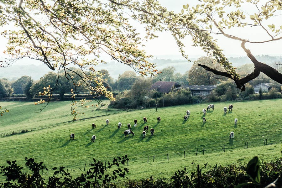 Cows grazing Sussex countryside