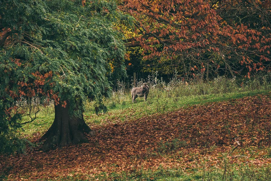 Groombridge Place donkey