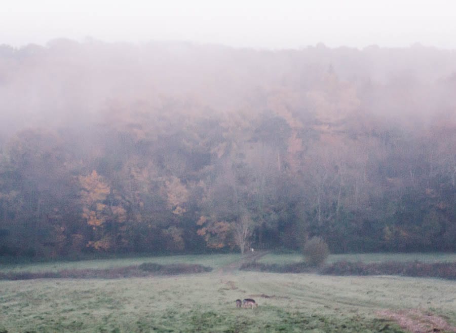 Landscape in rain and mist with deer