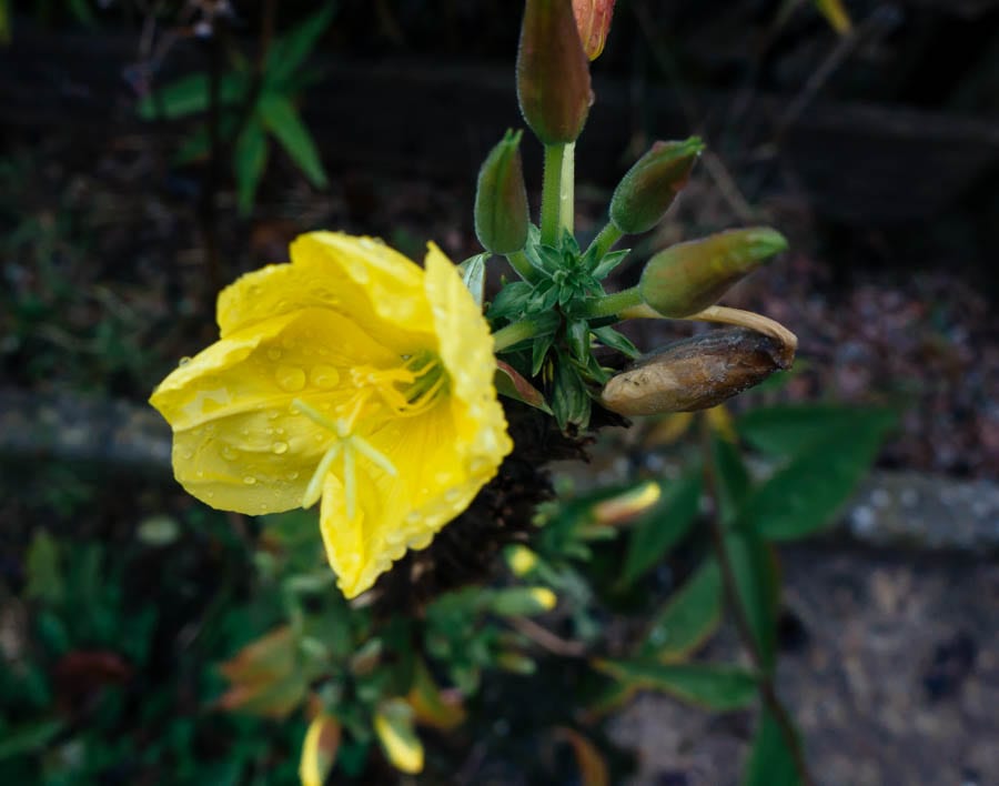 November Garden Evening Primrose with raindrops