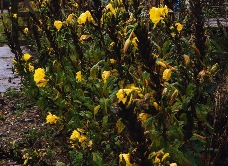 November Garden Evening Primrose