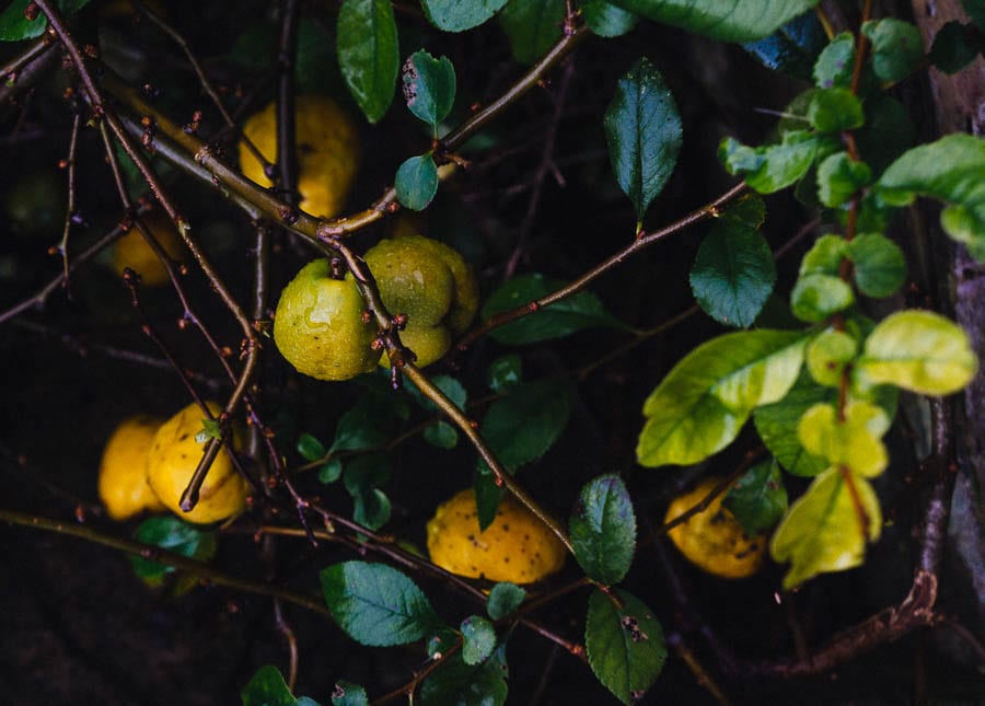 November Garden Fruit shrub in rain